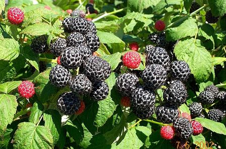 Black Raspberries